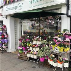 Florist Choice House Plant Arrangement 