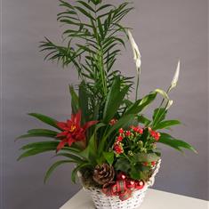 Christmas Indoor Planter