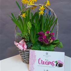 Spring Planter &amp; Chocolates Gift Set 